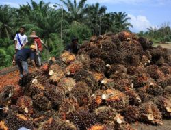 Naik lagi, Harga TBS Tembus 2.280 Rupiah Periode September 2022