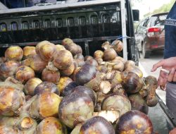 Buah Siwalan Banyak Diminati Warga Kota Palangka Raya 