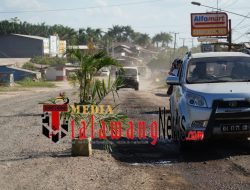 Dampak Buruk Infrastruktur : Warga Tanami Jalan Berlobang dengan Pohon Pisang dan Sawit