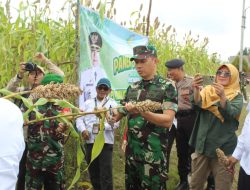 Dandim 1016/ Plk Bersama Pj Walikota Panen Sorghum