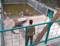 City Forest Nyaru Menteng Berkah Hadirkan Daya Tarik Baru: Buaya, Magnet Wisata Alam di Kalteng 