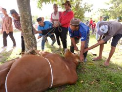 Jajaran Pemasyarakatan Kalimantan Tengah Sambut Idul Adha dengan Pemotongan 34 Hewan Kurban