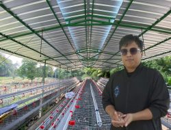 Ternak Ayam Petelor Usaha Sangat Menjanjikan