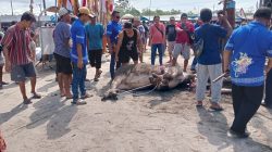 Menjaga Tradisi Leluhur Lewat Tiwah Massal di Pulang Pisau