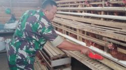 Kembangkan Peternakan Ayam Petelor, Anggota Koramil 1016-01/Phd Ikut Dukung Ketahanan Pangan