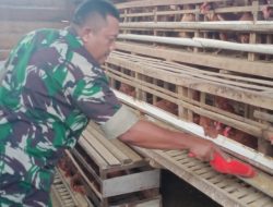 Kembangkan Peternakan Ayam Petelor, Anggota Koramil 1016-01/Phd Ikut Dukung Ketahanan Pangan