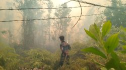 Karhutla 1 Hektare Lebih di Pulang Pisau Berhasil Dipadamkan